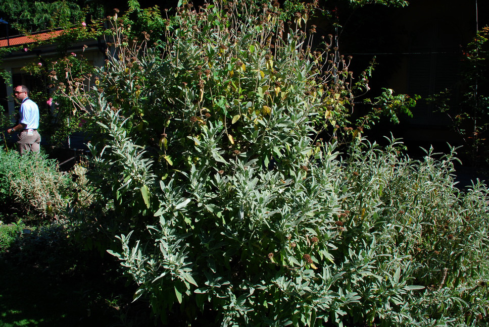 Orto Botanico_014.JPG - SALVIA